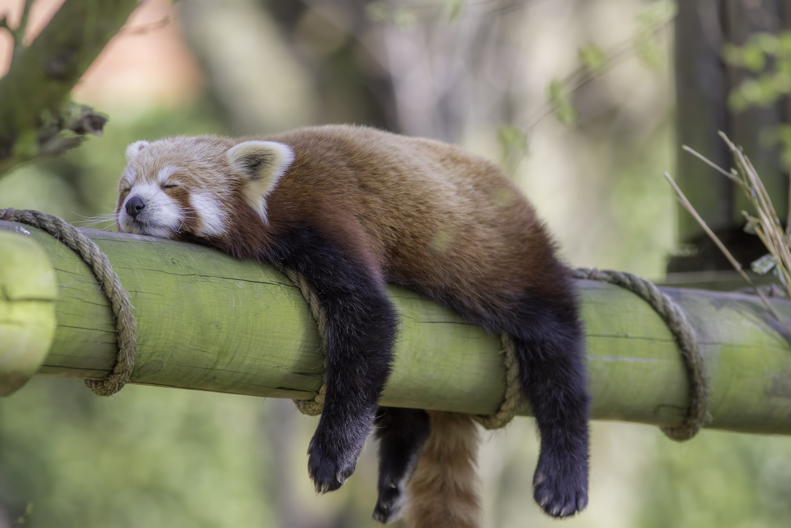 Schlafender Roter Panda (Ailurus fulgens). Lustiges, niedliches Tierbild eines Roten Pandas, der während der Nachmittagssiesta schläft.